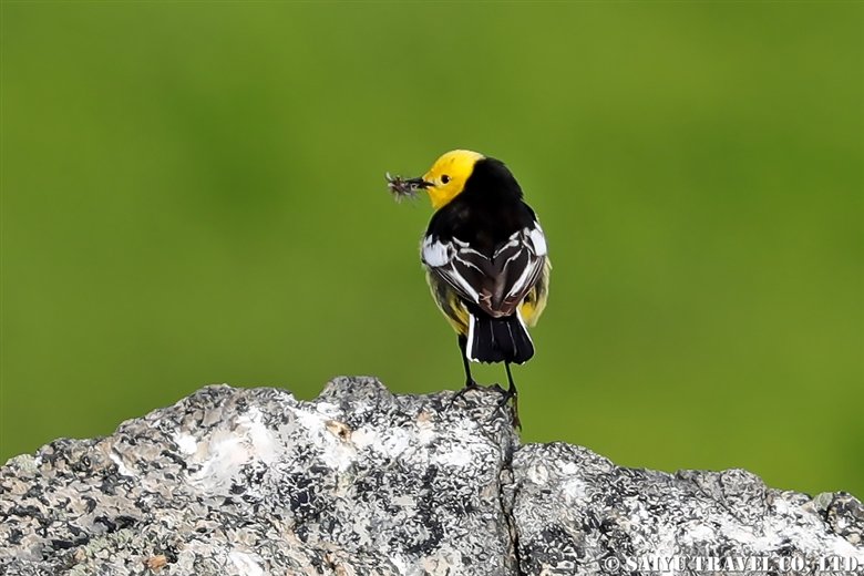 Citrine Wagtail (Deosai Plateau)